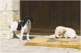 chiot